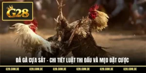 Đá Gà Cựa Sắt - Chi Tiết Luật Thi Đấu Và Mẹo Đặt Cược